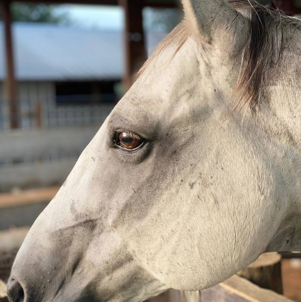 Meet your Posher, Susan